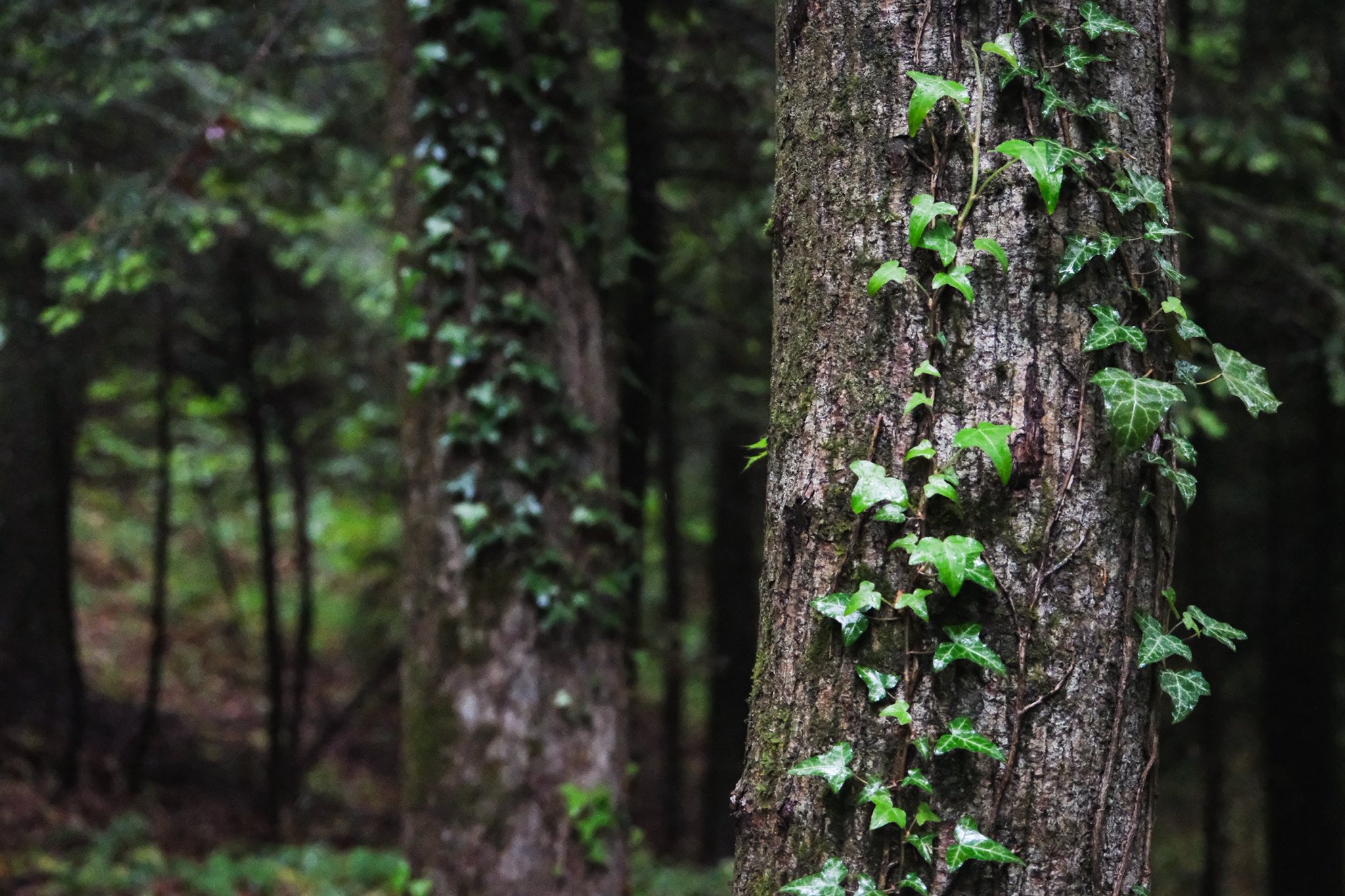 FSC and SFE “Forests of Ukraine” cooperation: Implementing best forest management practices