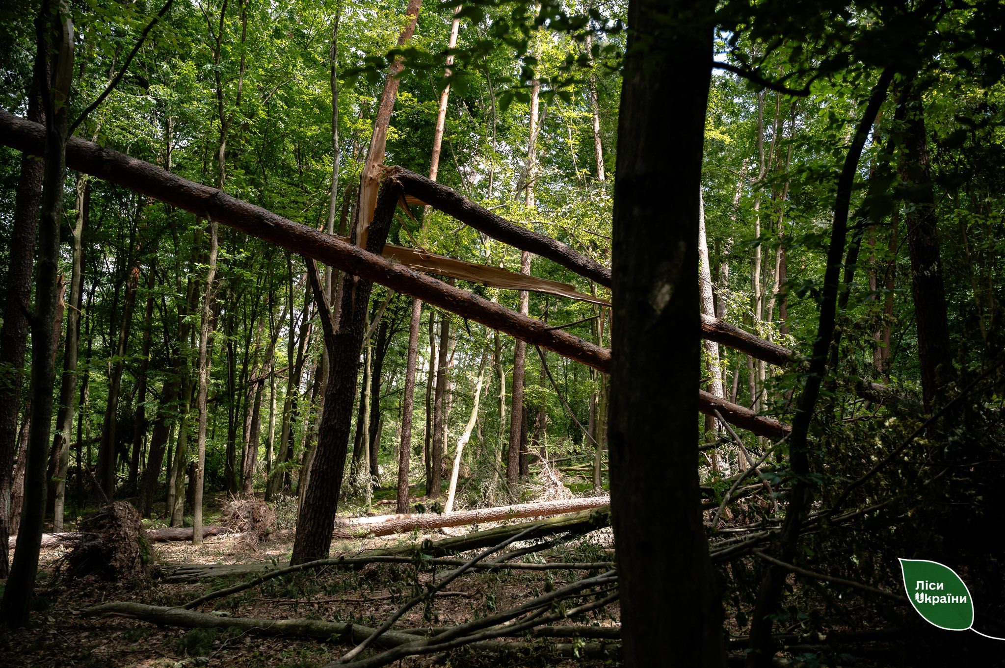 EIA impedes remediation of forest disaster aftermath: delays lead to environmental risks and multimillion economic losses