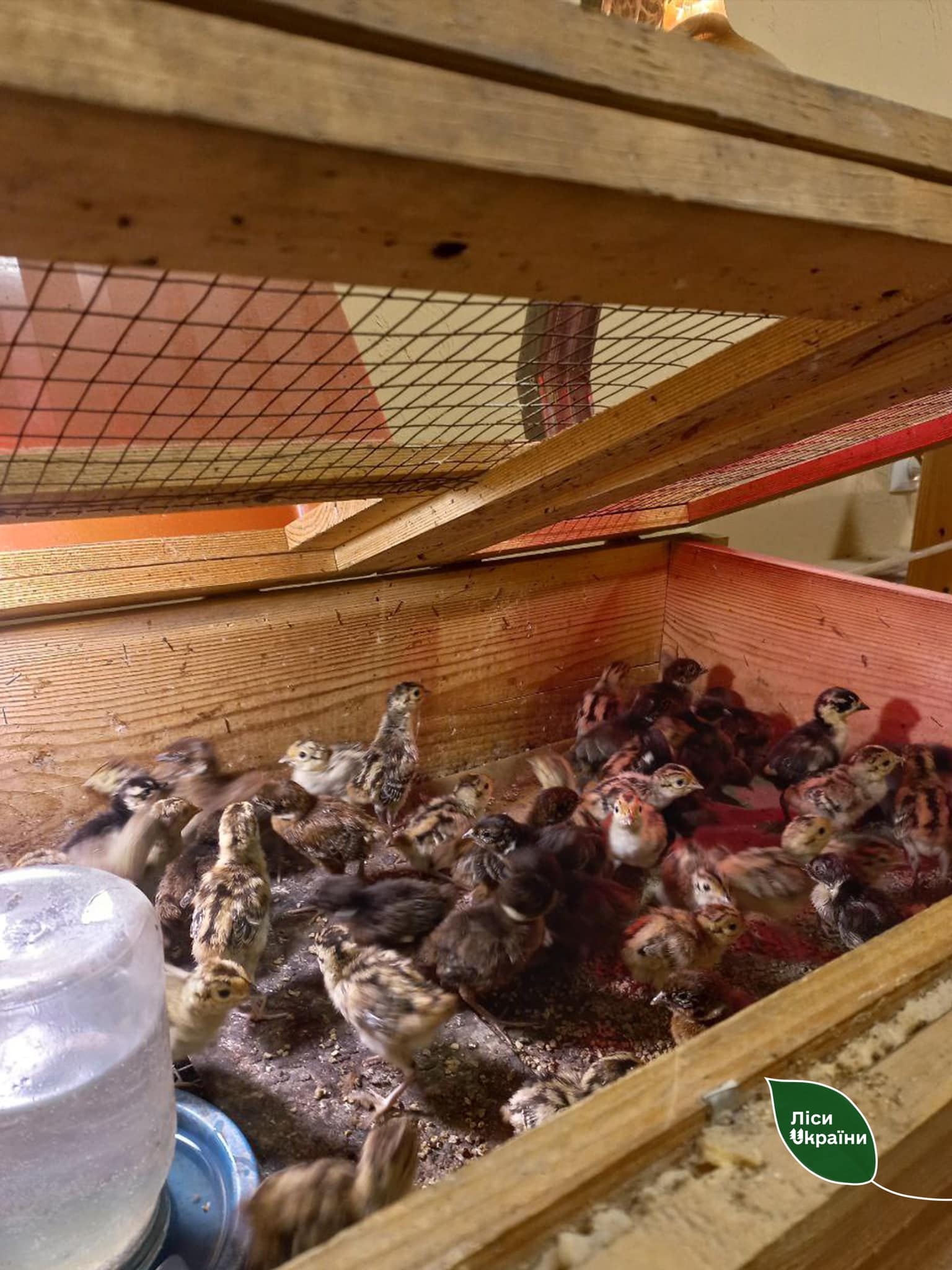 Лісівники піклуються про пташенят фазанів