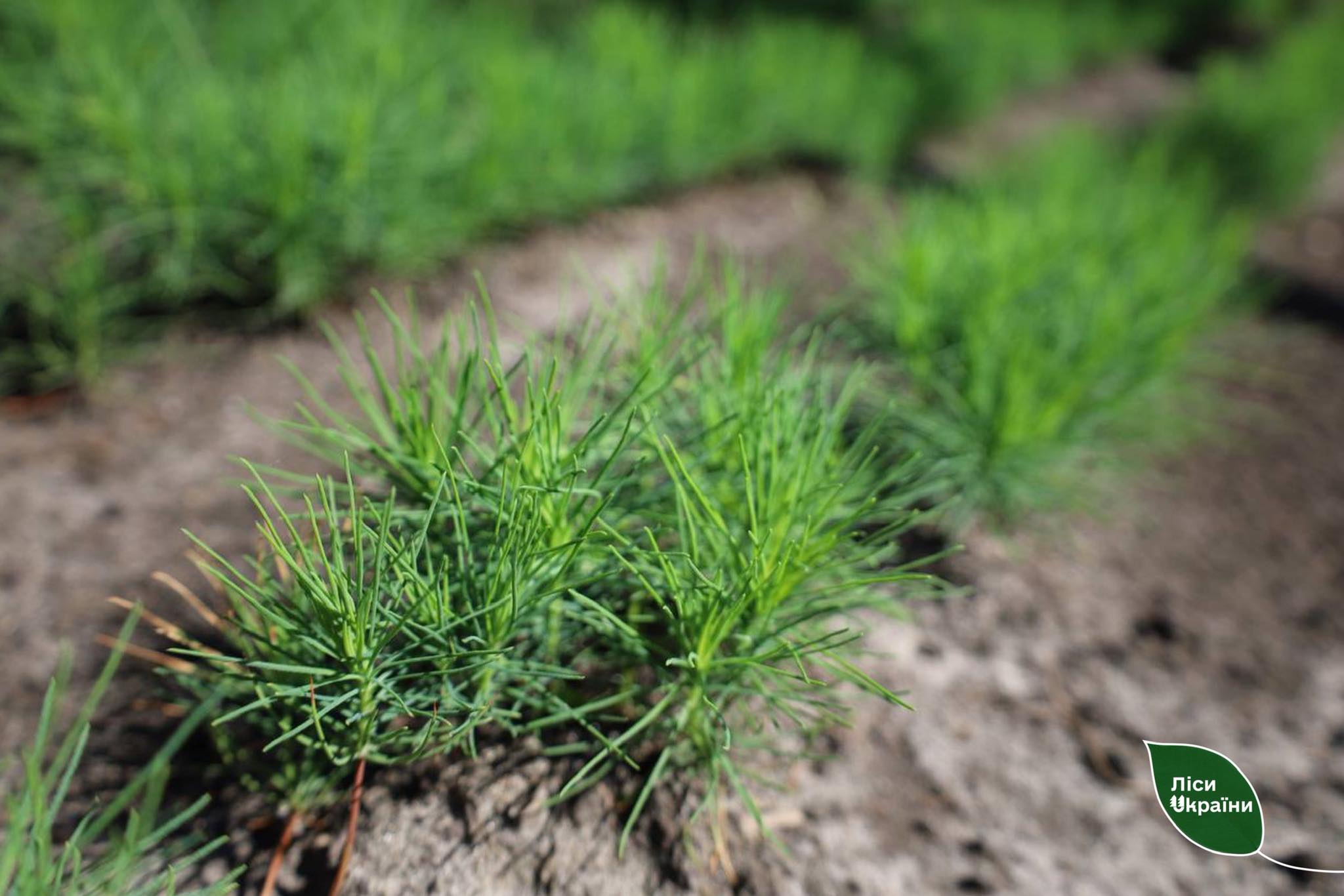 SFE “Forests of Ukraine” prepares planting material for the restoration of the Kharkiv Region forests