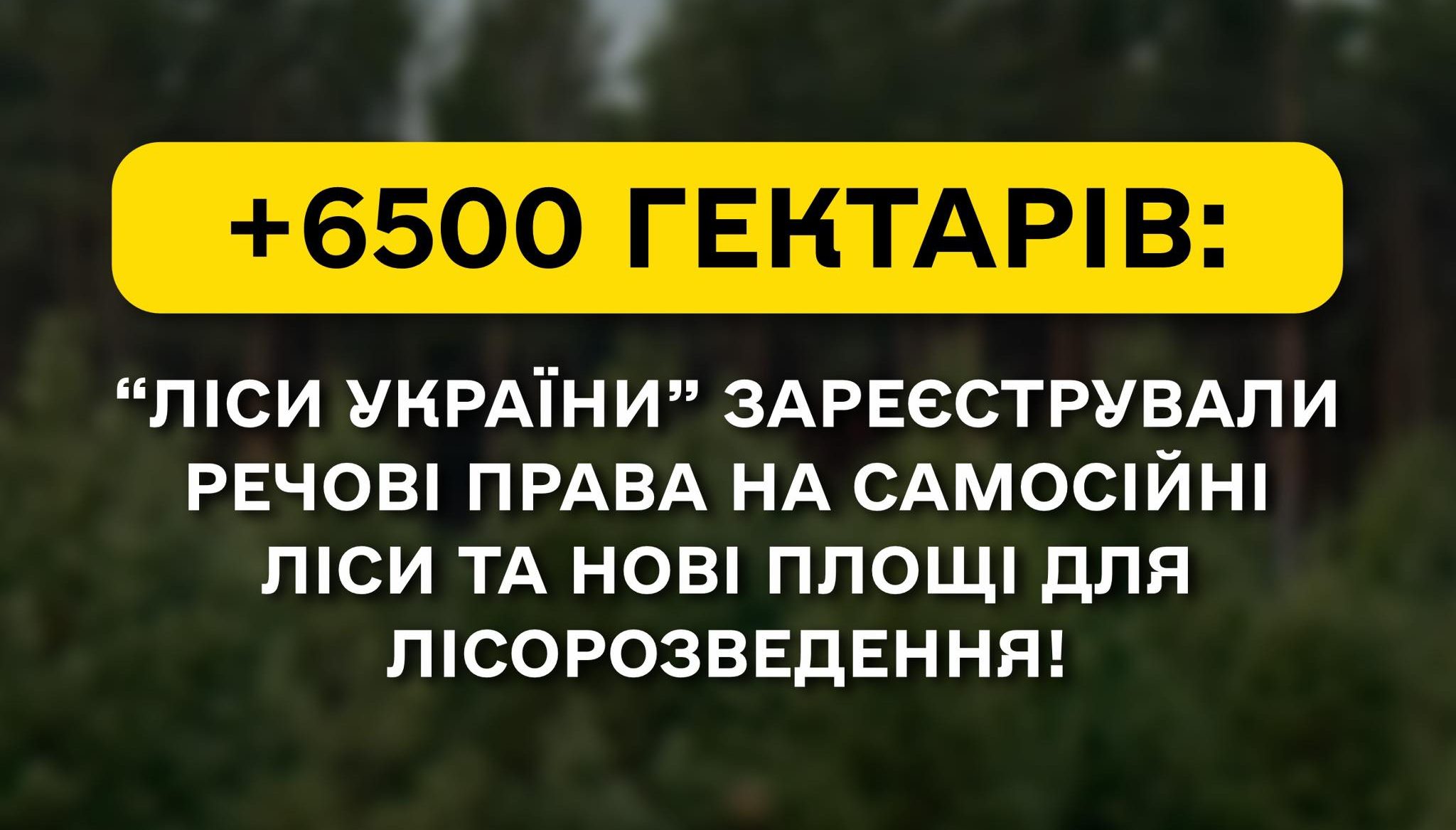 +6500 гектарів: “Ліси України” зареєстрували речові права на самосійні ліси та нові площі для лісорозведення!