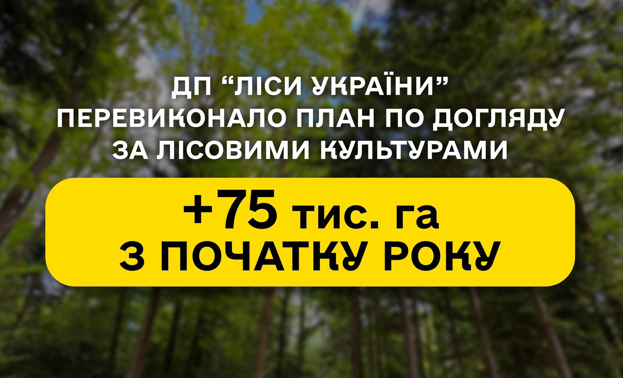 Most branches of SE “Forests of Ukraine” are exceeding the plan for forest crop maintenance