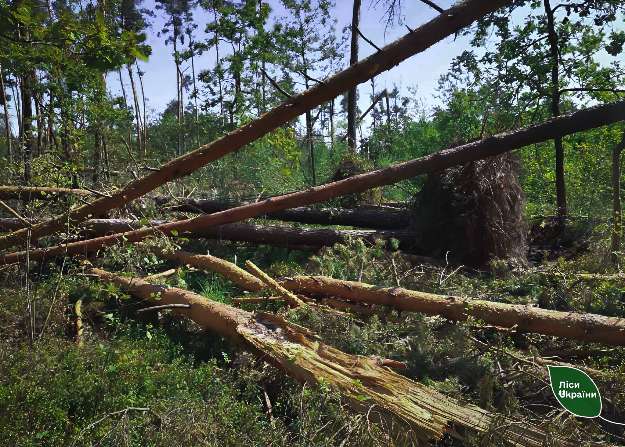 Windthrow in Nyvytske Forestry: Foresters Promptly Clear the Aftermath and Prepare for Forest Restoration