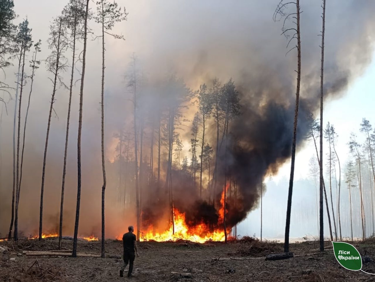 SE “Forests of Ukraine” Extinguished a Large-Scale Forest Fire in Kharkiv Region