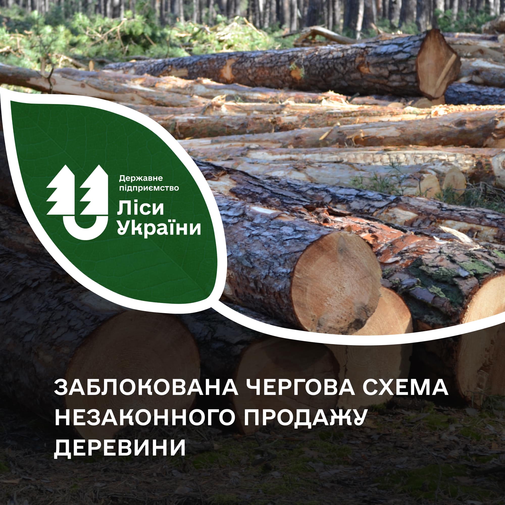 Заблокували чергову схему незаконного продажу деревини