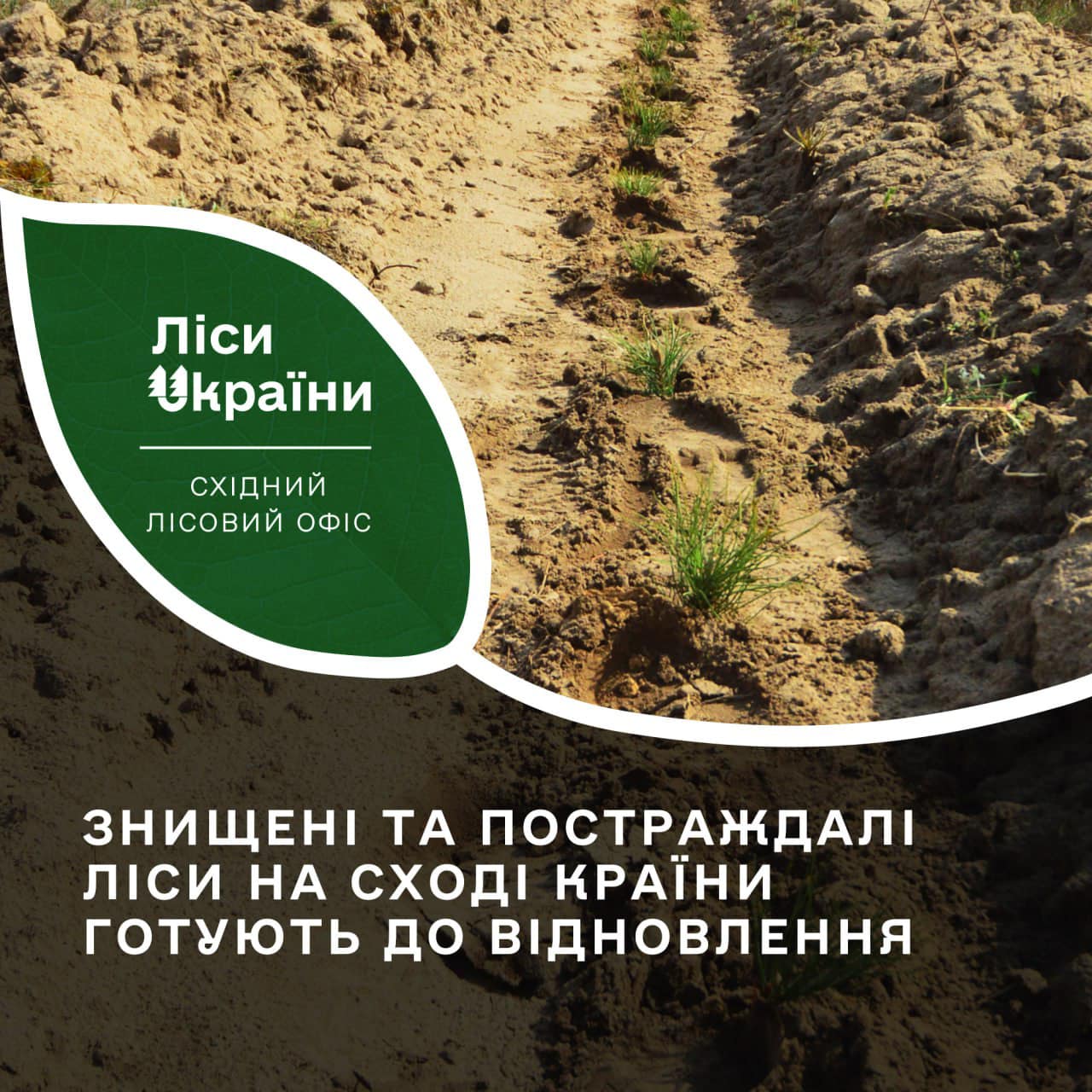 Знищені та постраждалі ліси на сході країни готують до відновлення