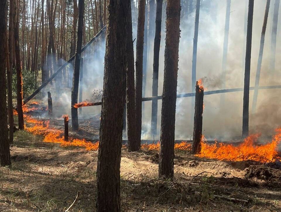 Due to Russian attacks in Kharkiv region, forest fires broke out: foresters of SFE “Forests of Ukraine” extinguished large blazes