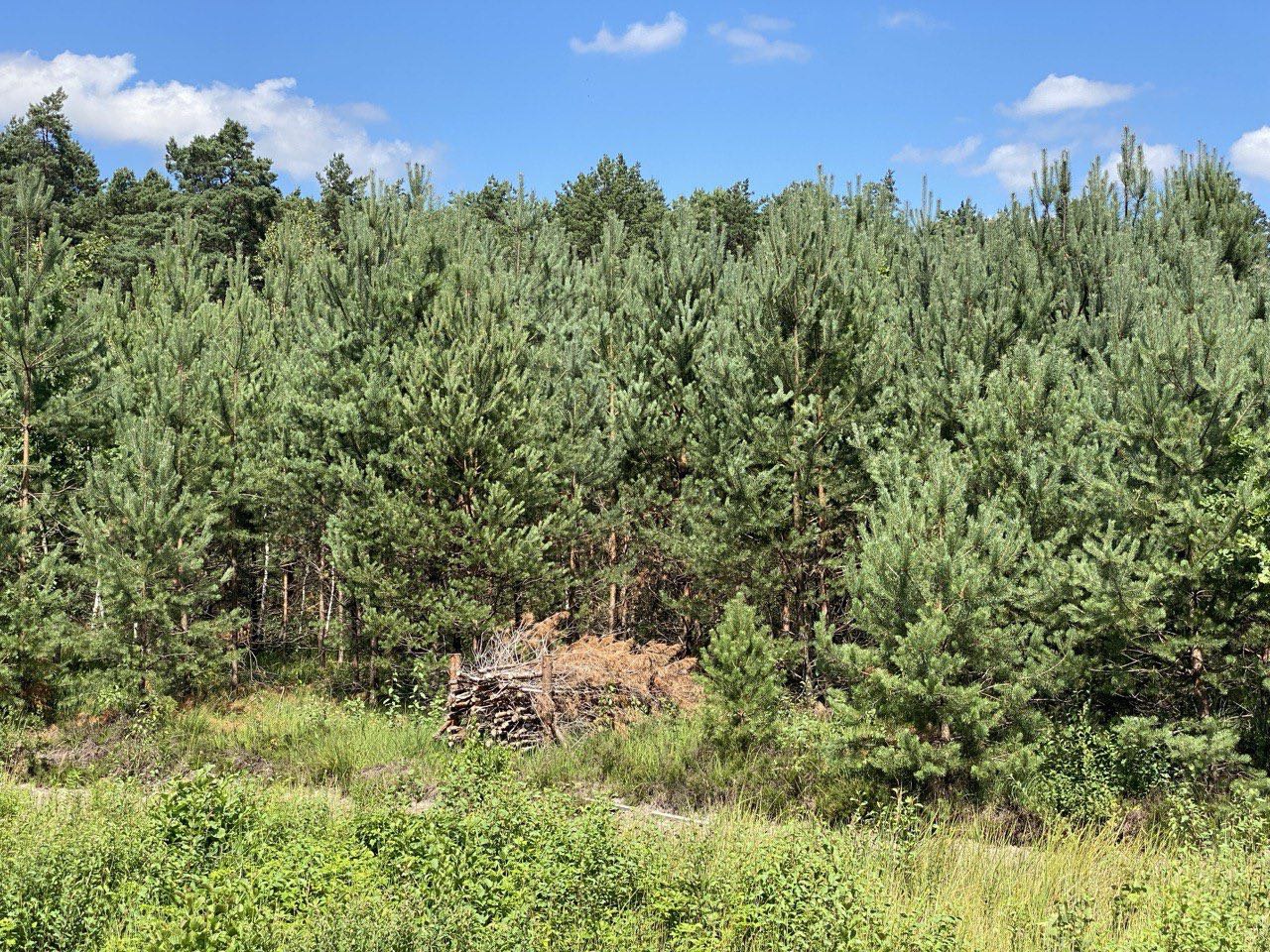 “Ownerless” forests in Volyn and Rivne regions are transferred to state management