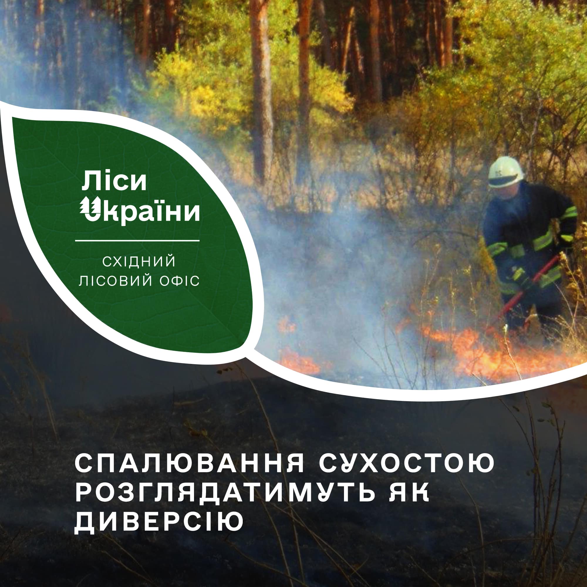 Спалювання сухостою можуть розцінюватися як диверсії: які є покарання за заподіяння шкоди лісовим масивам