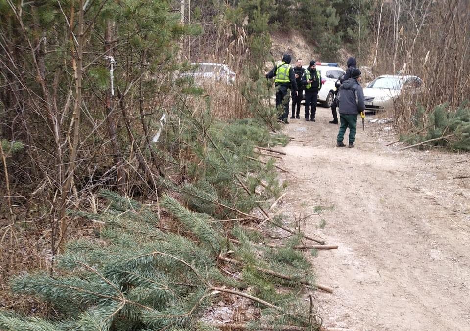 На Харківщині державна лісова охорона затримала крадія 58 ялинок