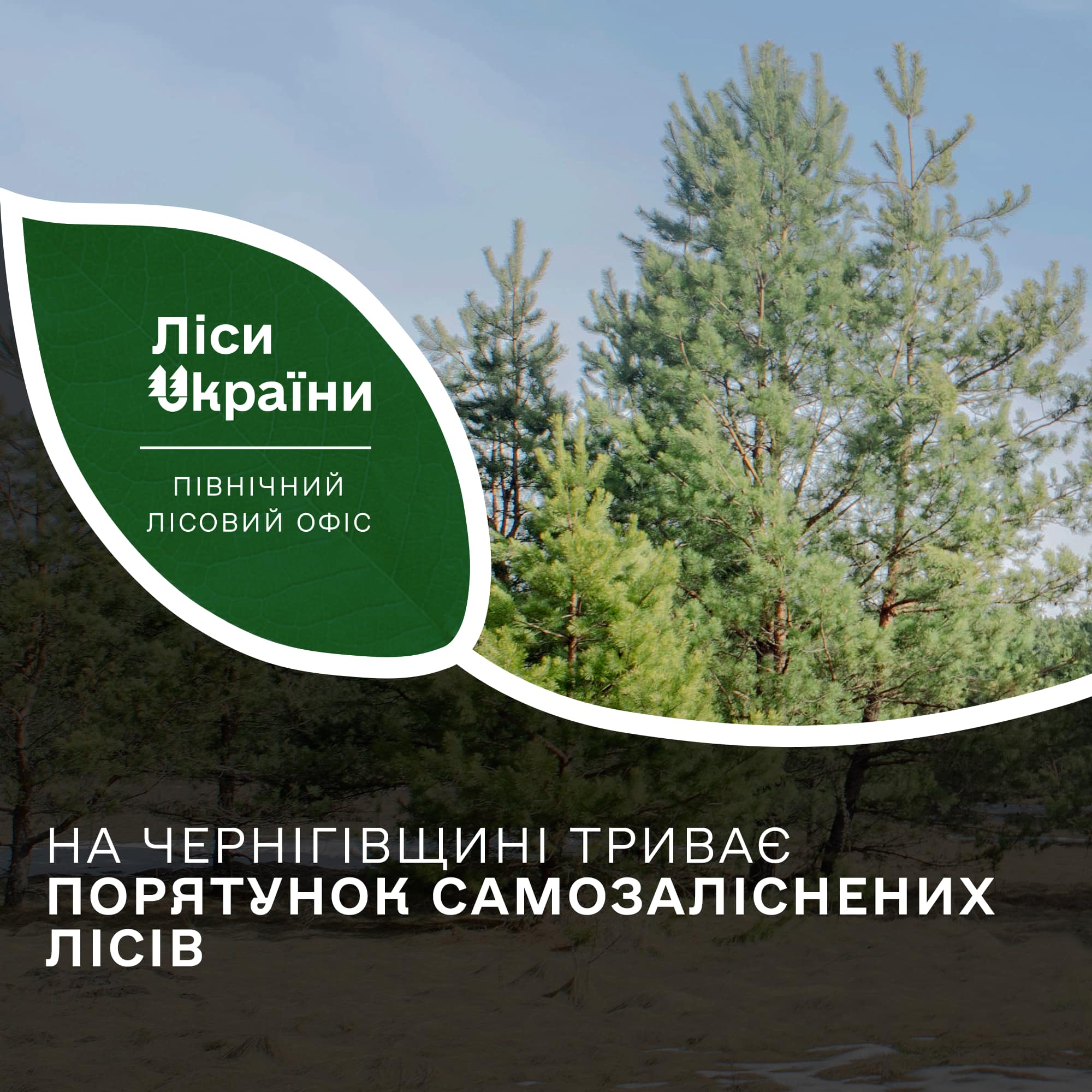 На Чернігівщині триває порятунок самозалісених лісів