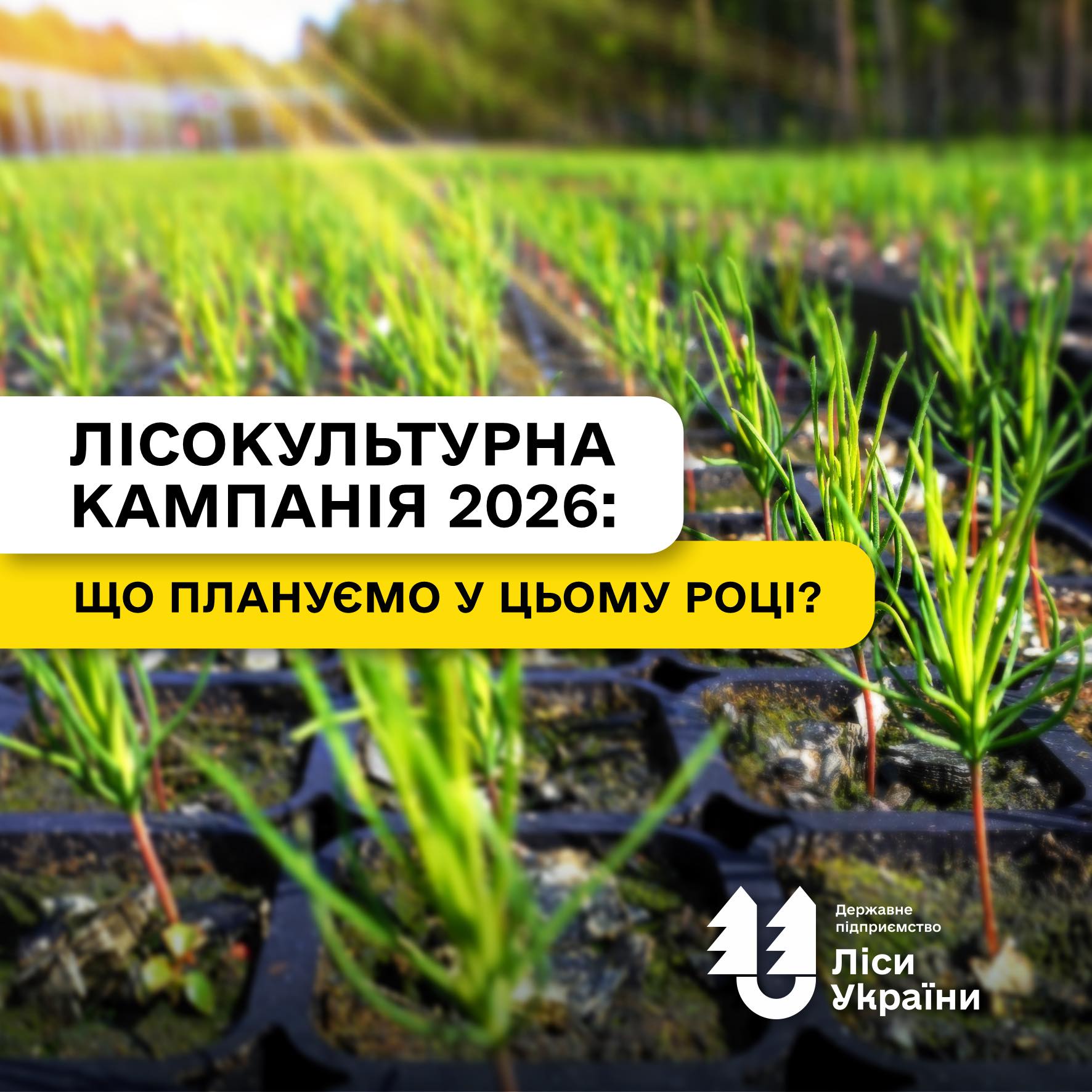 Лісокультурна кампанія 2026: що плануємо у цьому році?