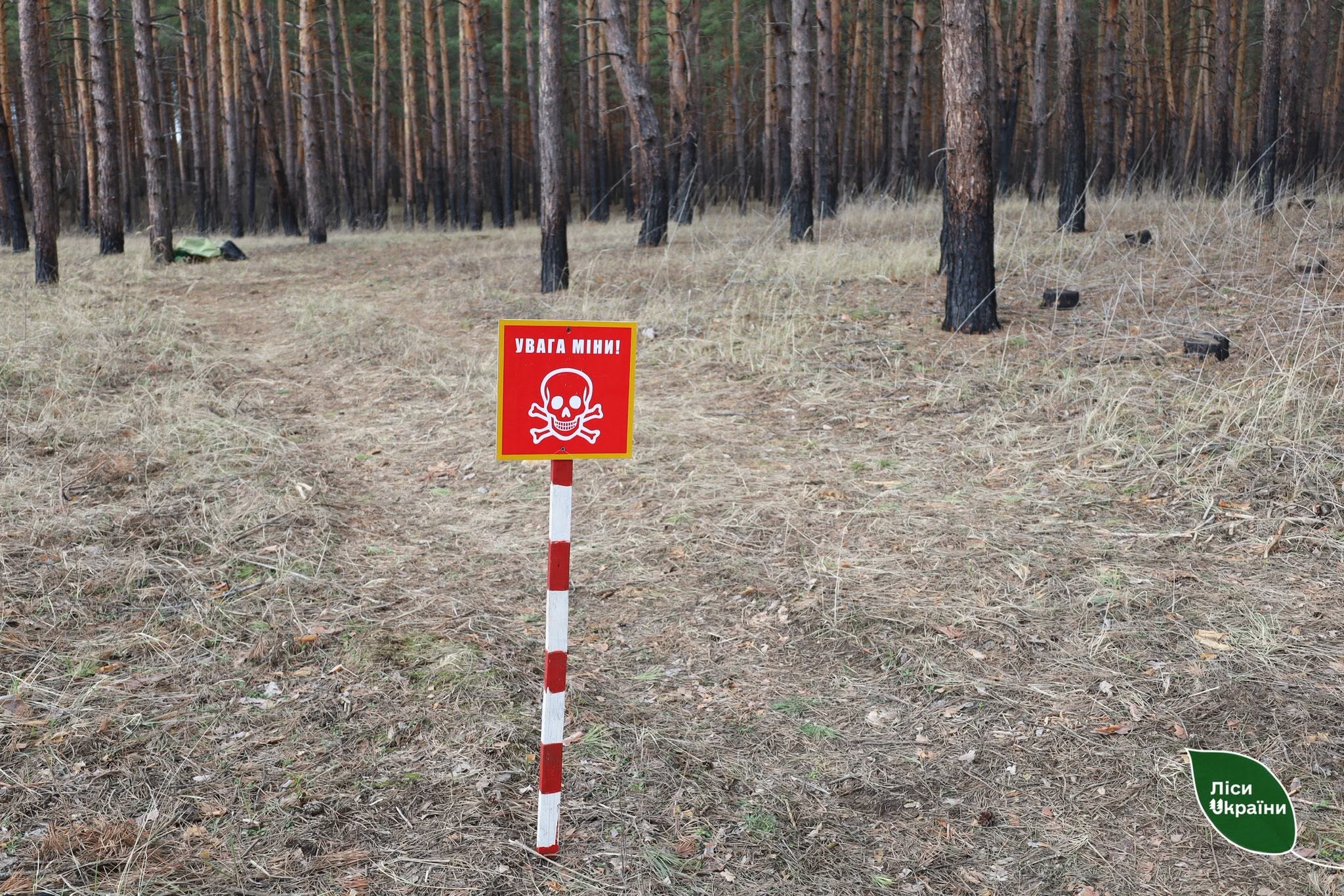 Через бойові дії на Харківщині ДП «Ліси України» цього року призупинило роботу у 6 лісництвах!