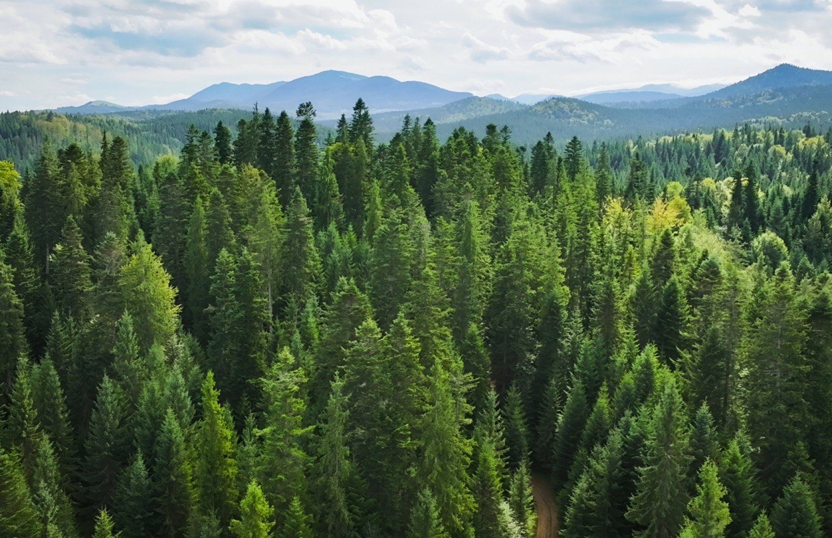 «Forest Friends for Ukraine»: міжнародні партнери формують нову систему підтримки українських лісів