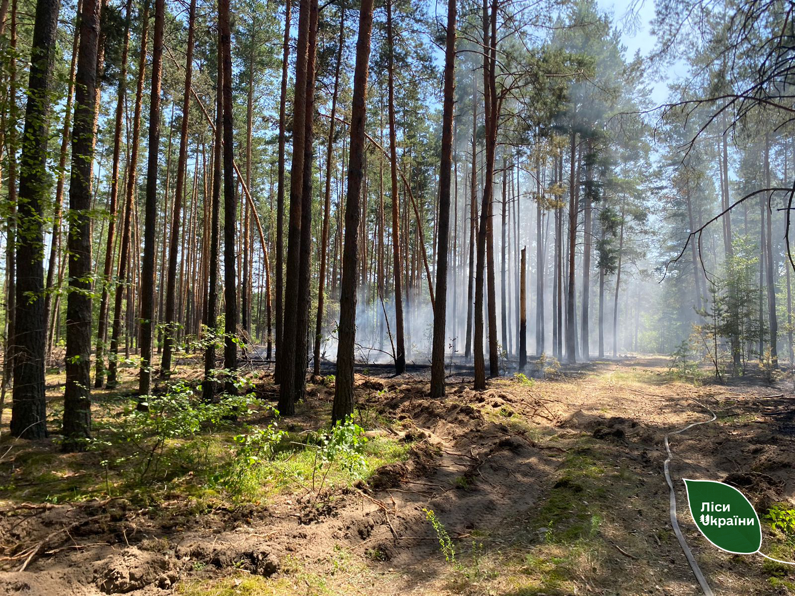 Через дронові атаки ворога на Київщині виникли 4 лісові пожежі!
