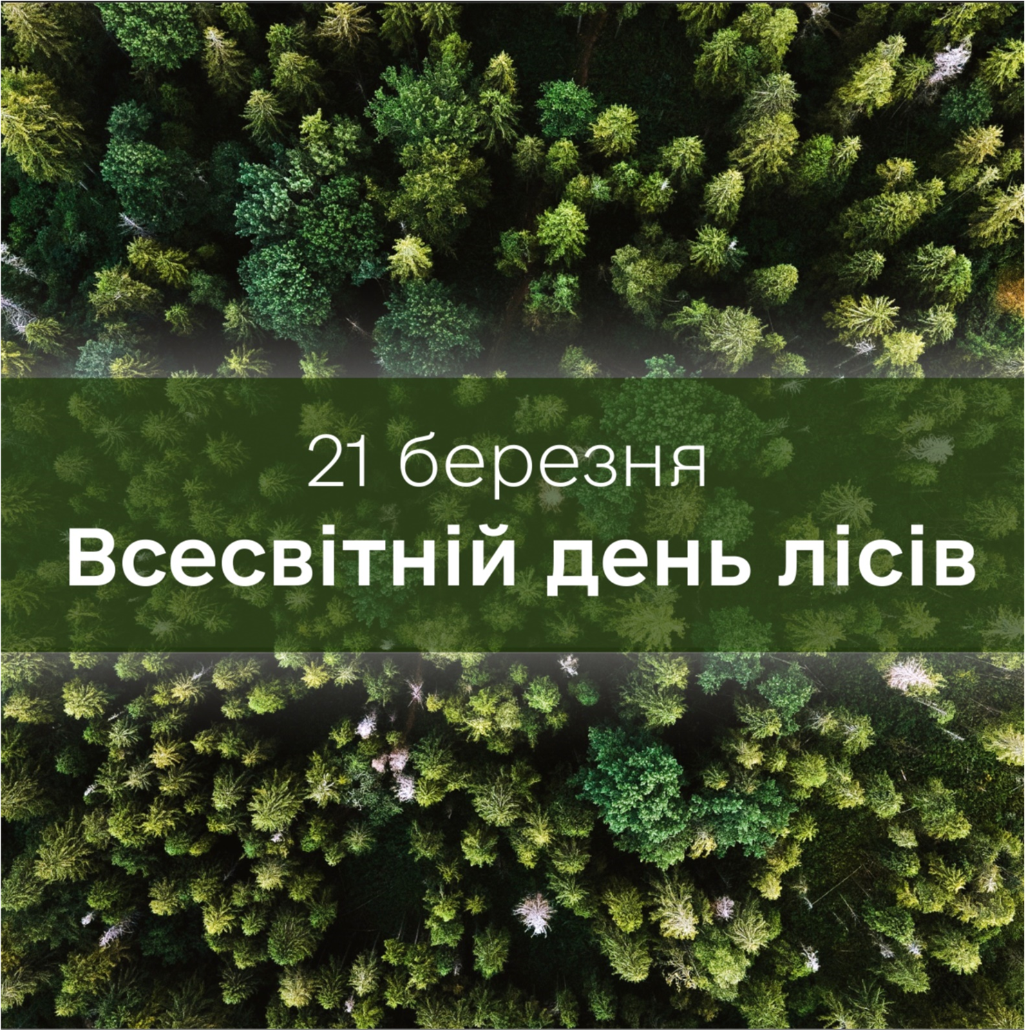 21 березня – Всесвітній день лісів!