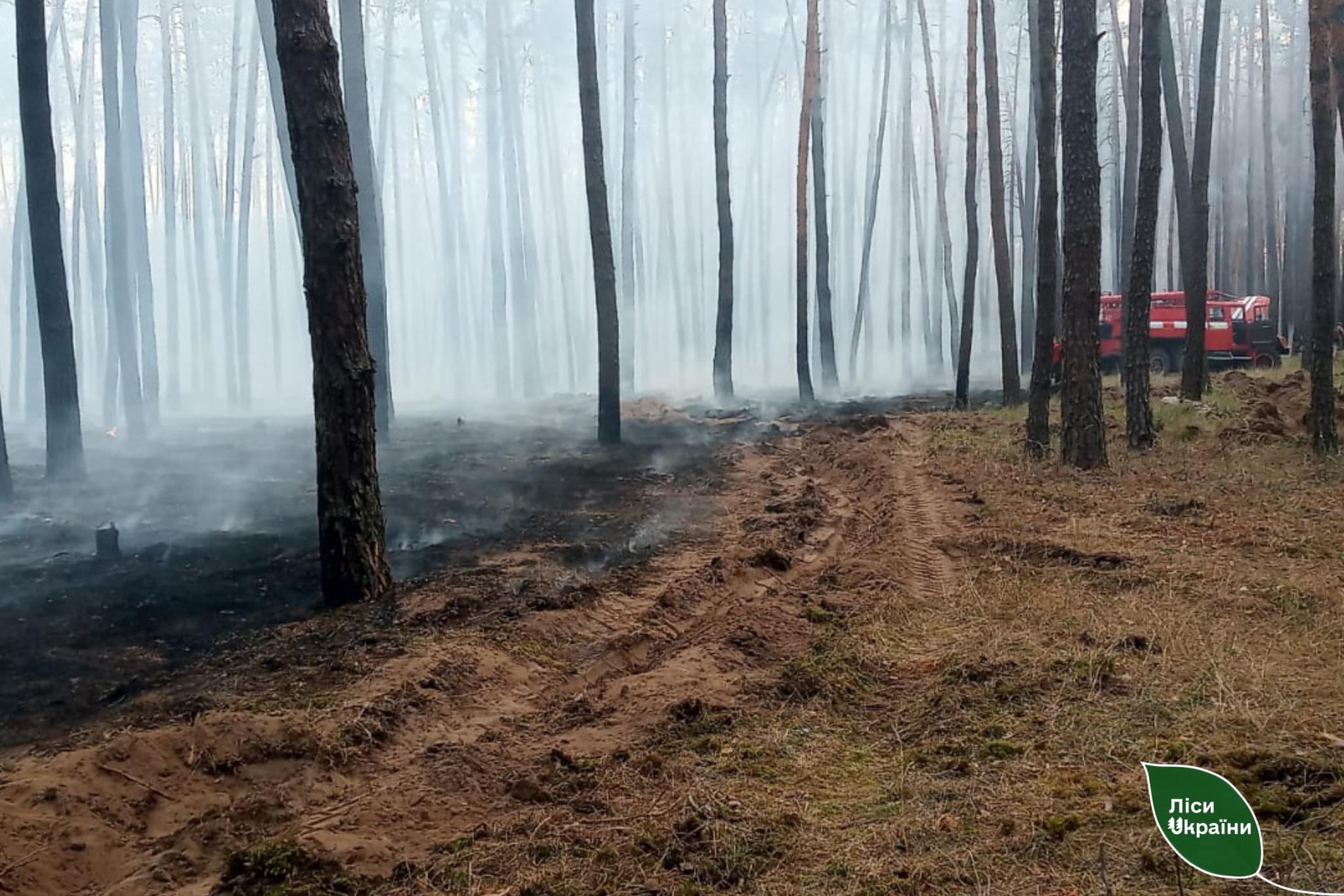 На Харківщині вирують лісові пожежі: працівники філій ДП “Ліси України” борються з вогняною стихією на території області