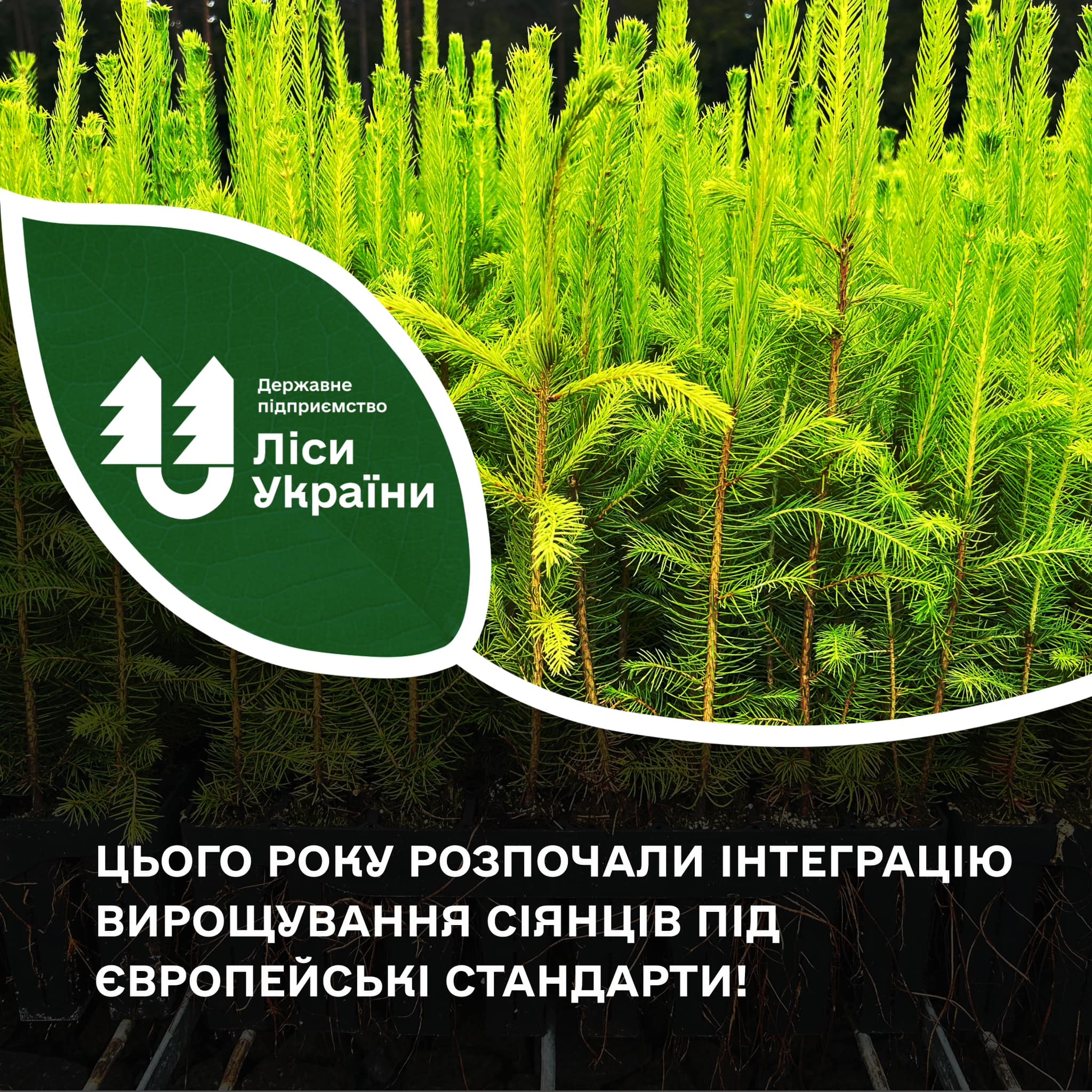 Цього року розпочали інтеграцію вирощування сіянців за європейськими стандартами!