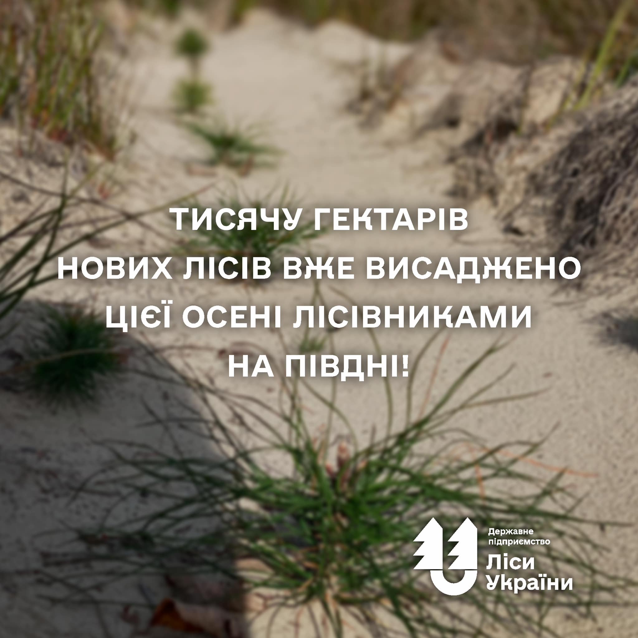 «Тисячу гектарів нових лісів вже висаджено цієї осені лісівниками на Півдні!», – генеральний директор Юрій Болоховець