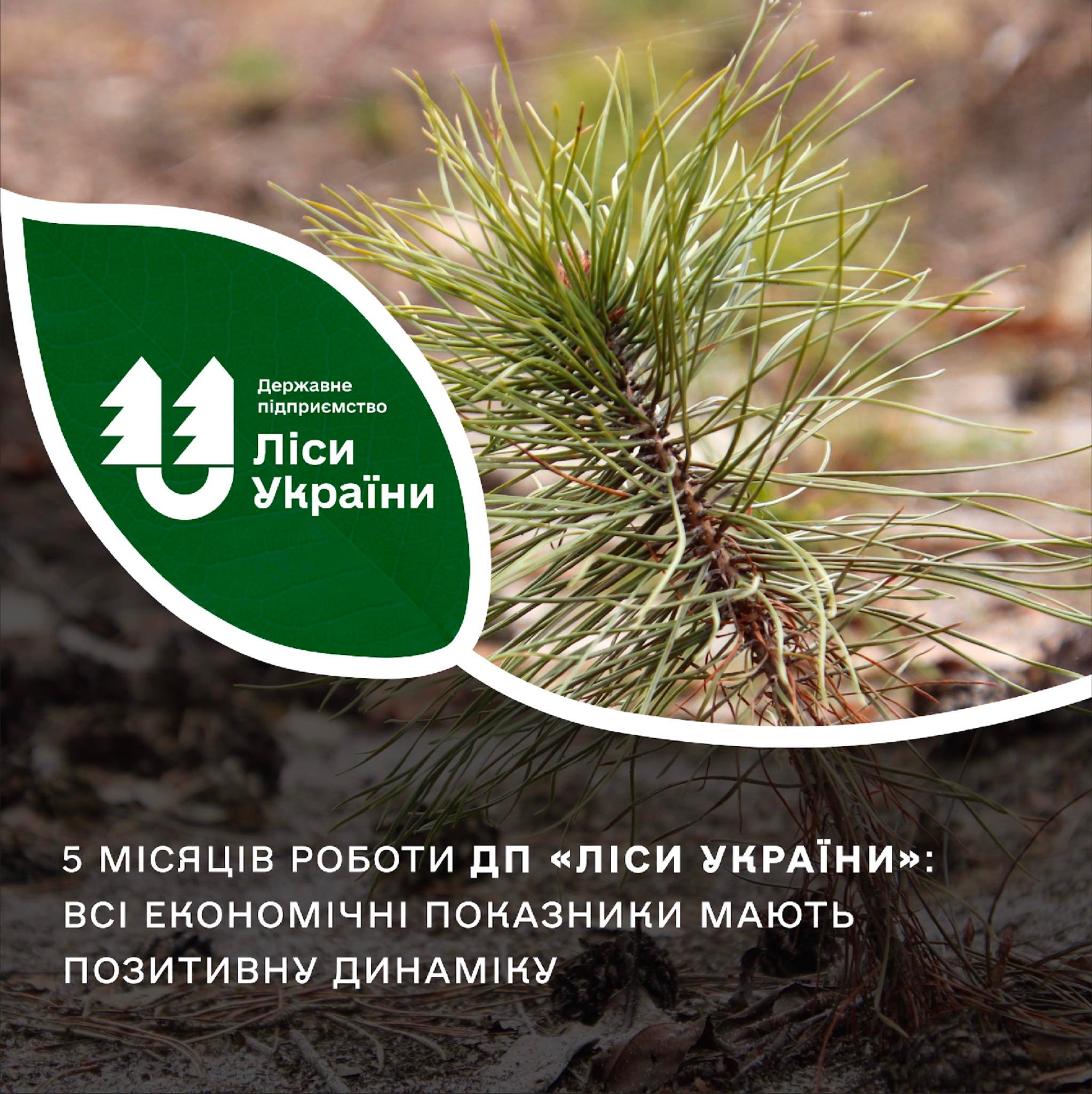 5 місяців роботи ДП “Ліси України”: висадка 111,1 млн дерев, рекордне зменшення площі пожеж, позитивна економічна динаміка